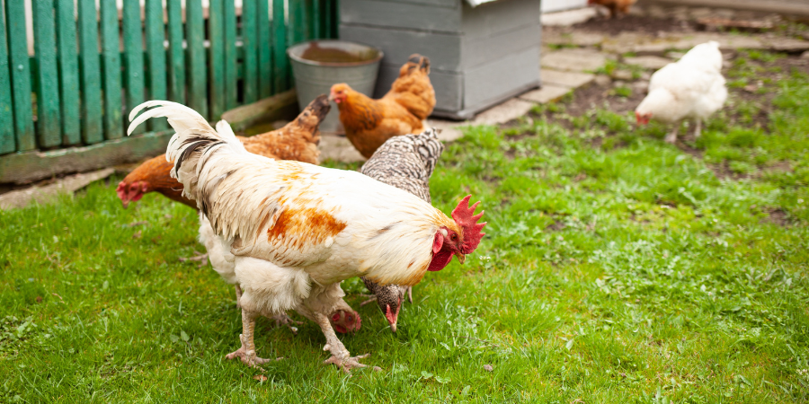 Can I Have a Chicken in My Backyard?