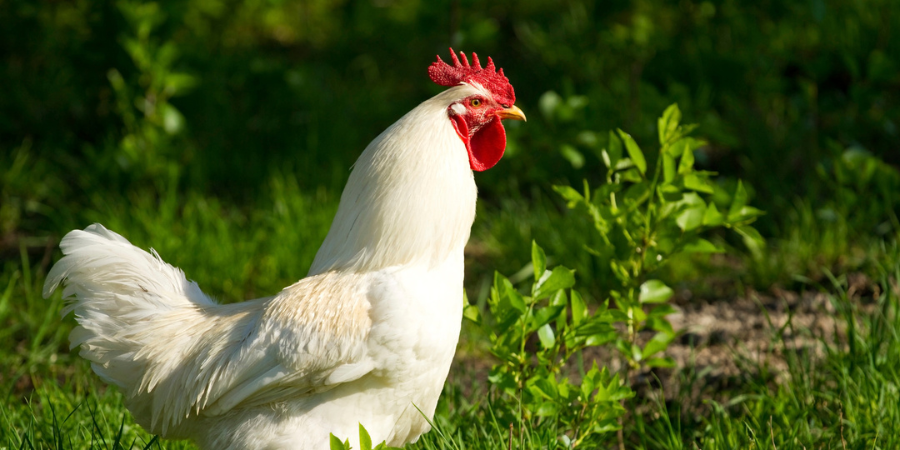 Top 3 Factors that Impact the Cost of Raising Backyard Chickens