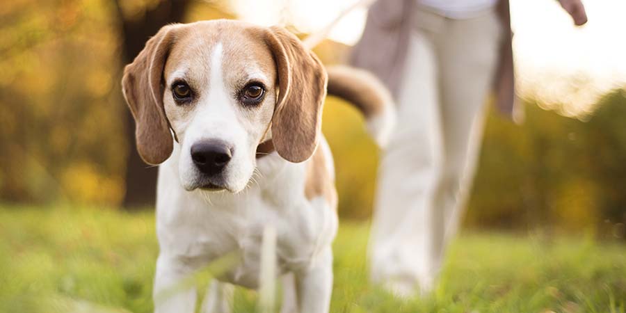 4 Benefits to Having An Outdoor Dog Kennel