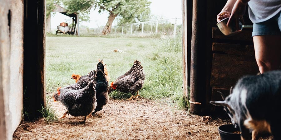 4 Things to Know Before Buying Chickens for Your Homestead