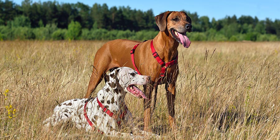 5 Reasons Why Working Dogs Are Happy in Outdoor Dog Kennels