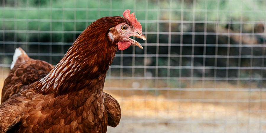 Homestead Chicken Coop Plans Should Include These 4 Things