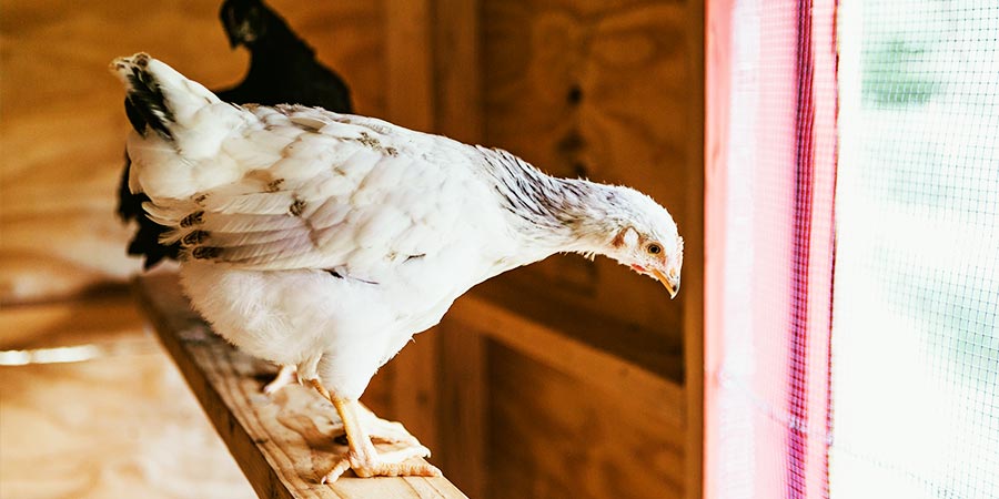 How To Raise Chickens in Winter