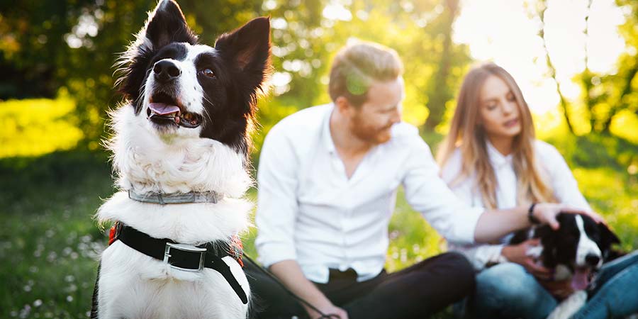 6 Ways to Keep Your Dog Happy When He's Home Alone