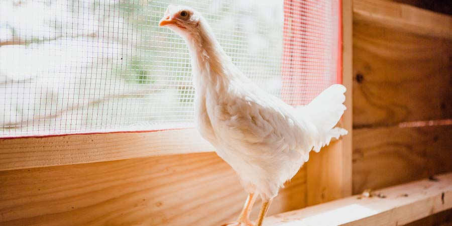 Which Type of Backyard Chicken Coop is Right for You?