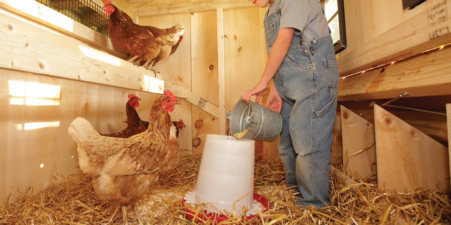 Why Choose An Enclosed Chicken Coop For Homestead Chickens?