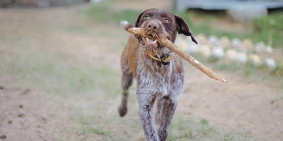 How to Make an Outdoor Dog Kennel More Fun