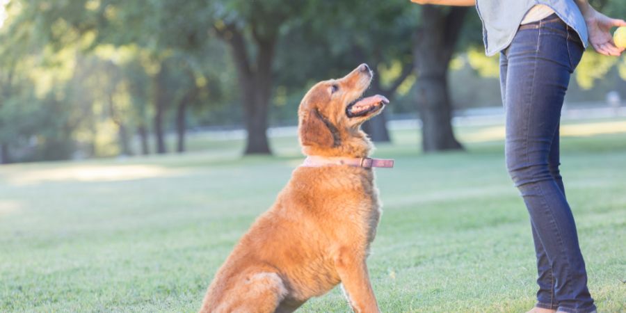 Master Crate Training: Unlock Potential for a Well-behaved, Happy Dog