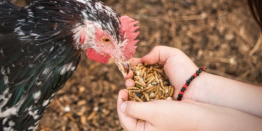 Lost on What to Feed Chickens or Laying Hens? Raising Chickens Guide