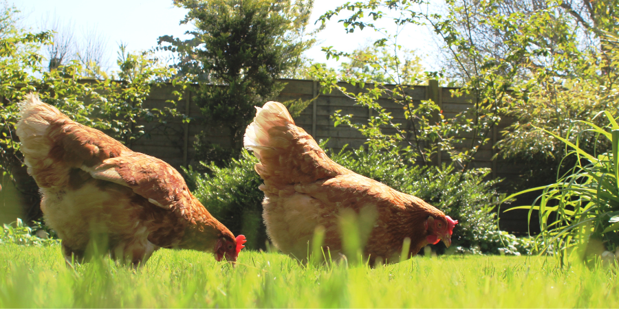 Free-range Chickens: Amazing Tips For Backyard Garden Flock Management