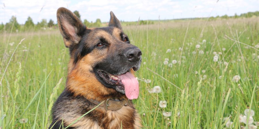 How to Care For Kennel-trained Protection Dogs