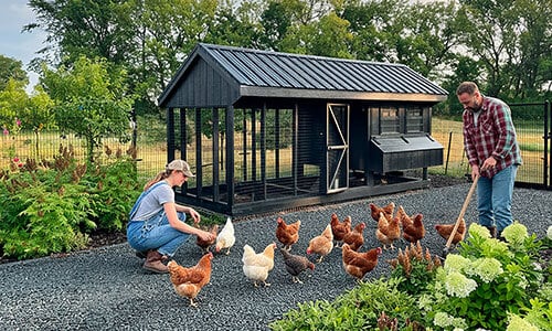 Content_Coop_FencedChickenAreas