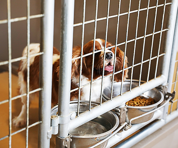 Features_Kennels_DogBowls2