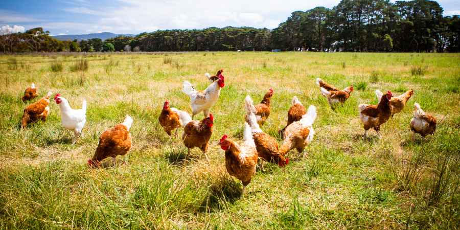 Backyard Chickens 101: Beginner's Guide to Raising Your Flock