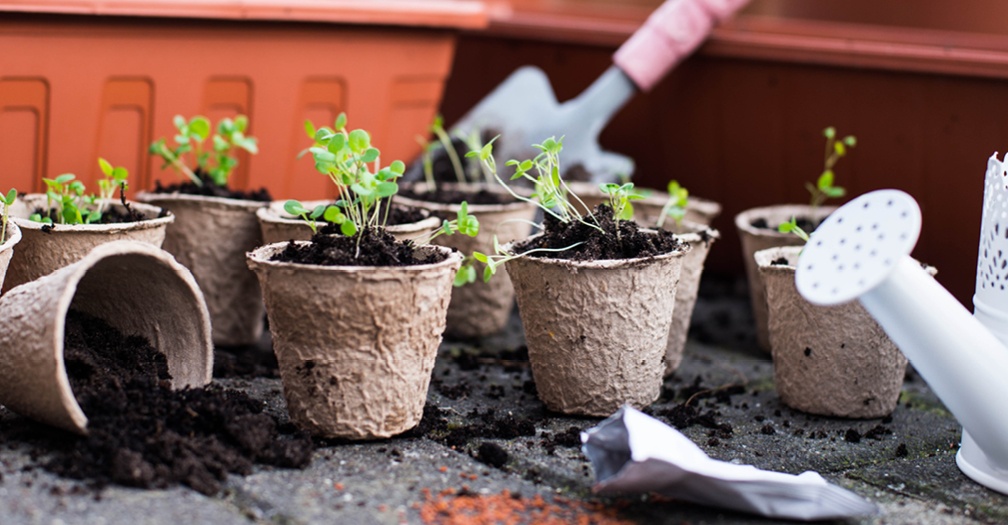 How to Grow Starter Plants in Your Shed