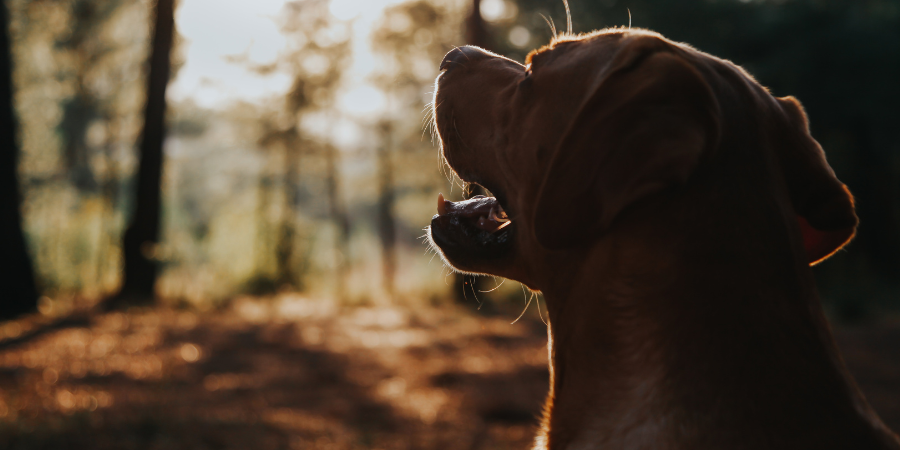 Types of Working Dogs and How to Take Care of Them