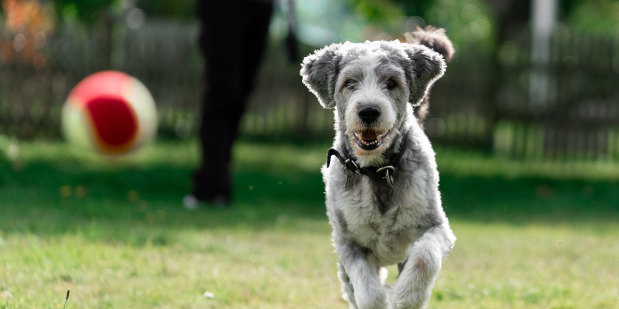 How to Become a Dog Trainer: 5 Steps to Get Your Business Started