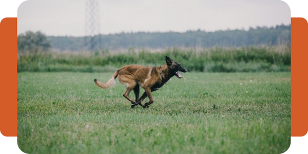 Enclosed Dog Runs: How to Keep Your Dogs Comfortable Outdoors