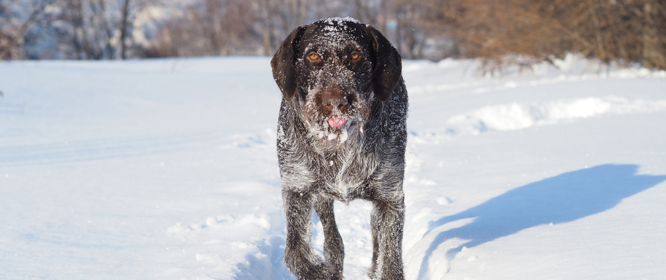 Dog Breeding: At Home or Using Outdoor Kennels?