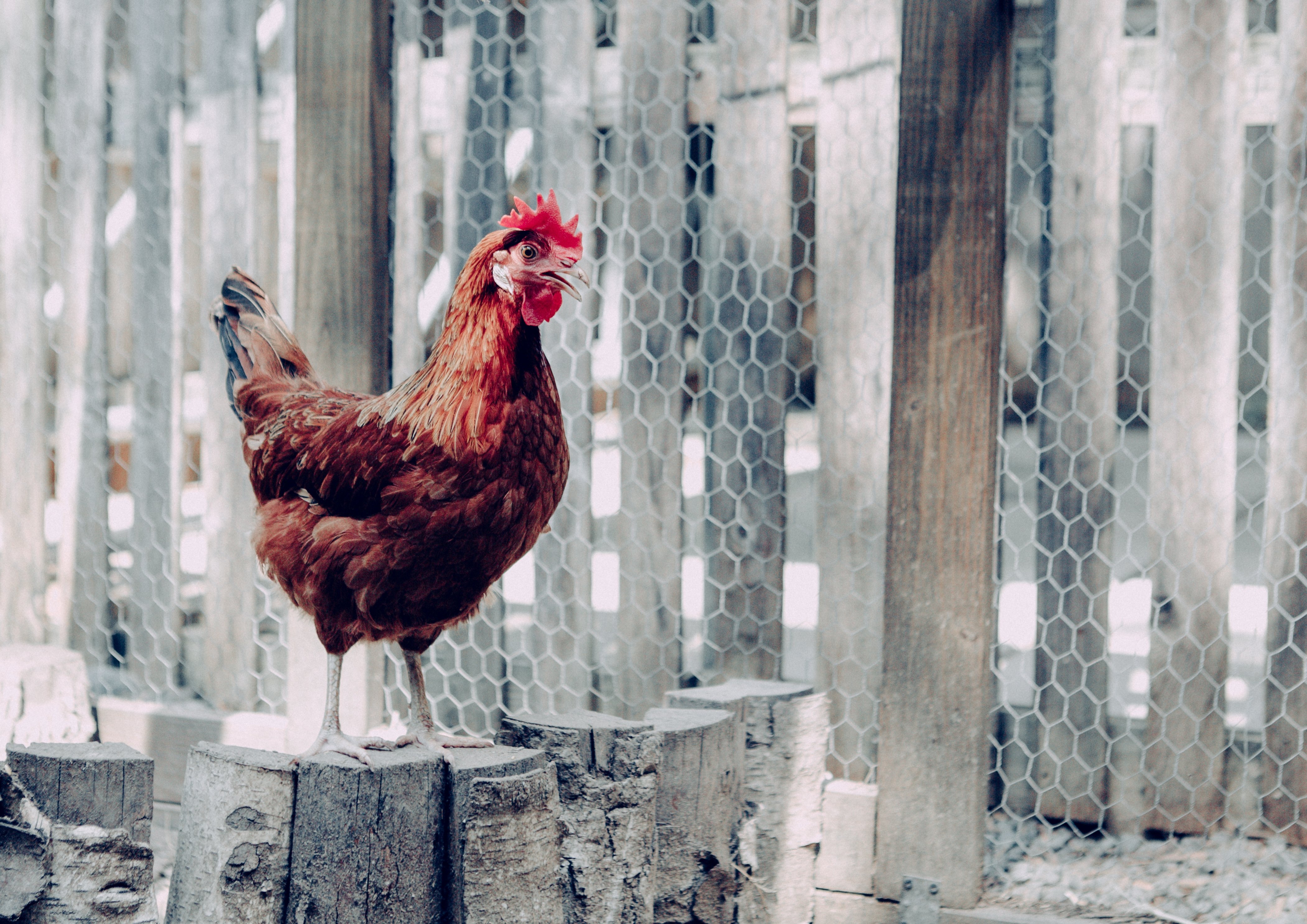 10 Best Backyard Chicken Breeds for Beginners: Chicken Care 101