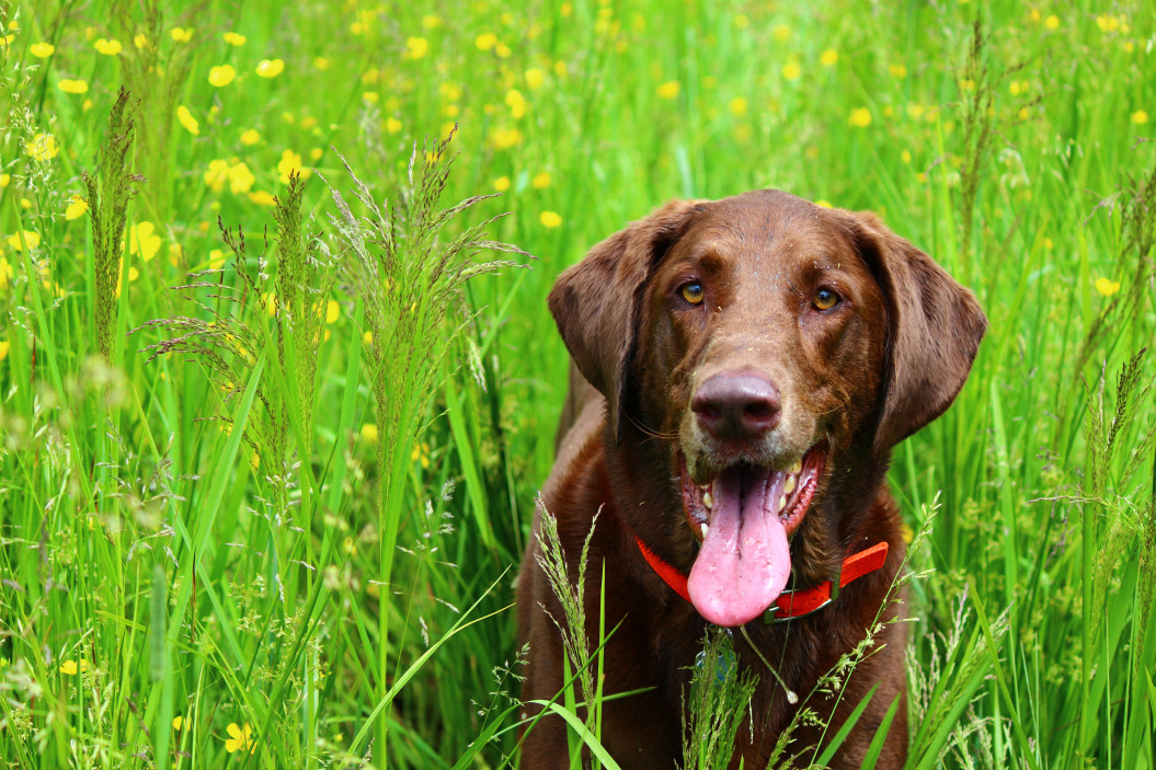 Pros and Cons of Boarding Hunting Dogs
